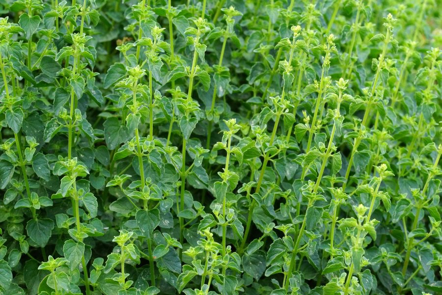 Clinopodium nepeta subsp. spruneri